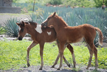 foals in the ranch