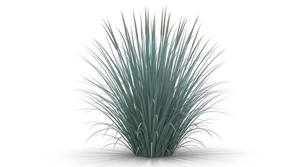 Obraz premium Blue green ornamental grass clump with delicate seed heads tall grass thin blades