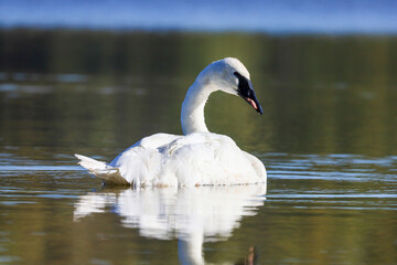 A Trumpeter Swan with damaged beak swimming gracefully in a pond