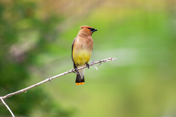 Beautiful Cedar Waxwing perched on a tree branch