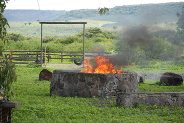firewood in the garden