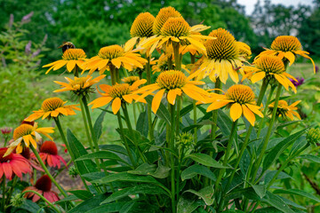 Dark yellow coneflowers in a garden