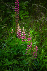 Purple lupin in the forest. The concept of wild flowers.