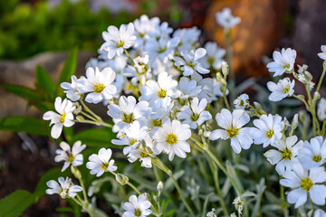 An image of Cerastium tomentosum (snow in summer) flowers in Alberta, Canada
