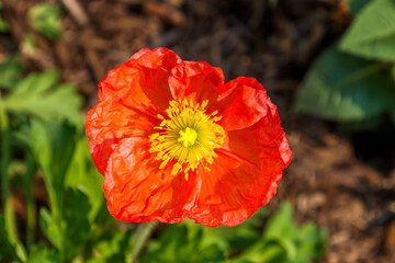 Macro shot of a beautiful red Iceland Poppy