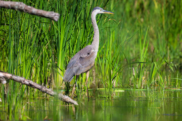 Great Blue Heron standing in a pond with tall green grass