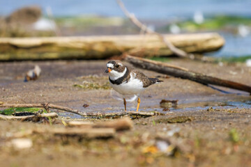 A cute Plover walking on a beach near Lake Ontario