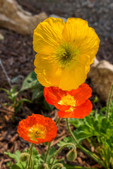 Beautiful and colourful Iceland Poppy