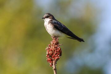 Tree swallow perched on a native plant in Ontario Canada