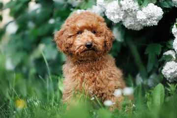 adorable miniature poodle puppy posing outdoors