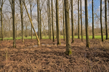 Obraz premium Sunny tree trunks and green meadow in Scheldt valley near Merelbeke, Belgium 