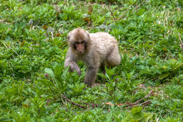 Young Japanese Macaque is playing in Jigokudani monkey park in Nagano Japan