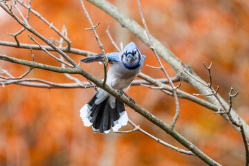 Blue jay perched on a tree branch with orange bokeh background in Ontario Canada