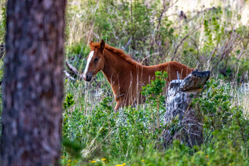 Beautiful Wild horse of Alberta, Canada