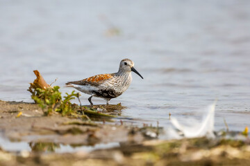 A Dunlin wading in a shallow water in Ontario, Canada