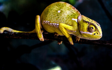Chameleon on a black background 
