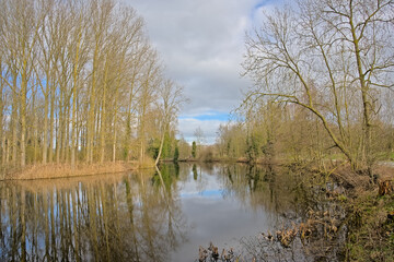 River Lys and bare forest reflecting in the water Scheldemeersen nature reserve, Merelbeke, Ghent,...