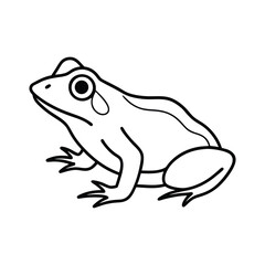 frog on white background