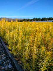 Young plants for forest restoration. Green seedlings of coniferous trees.
