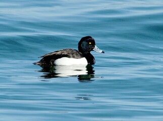 Tufted Duck Male Floating on Blue Water