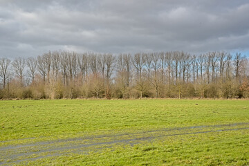 Fototapeta premium Marsh landscape in the Flemish countryside, with meadow and willow trees under a cloudy sky in Scheldemeersen nature reserve, Merelbeke, Flanders, Belgium 