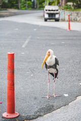 A painted stork standing alone on a quiet asphalt road, offering a rare and captivating moment of wildlife unexpectedly blending into an urban environment.