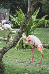 Elegant White Flamingo Standing Gracefully on Lush Green Grass in a Natural Tropical Setting