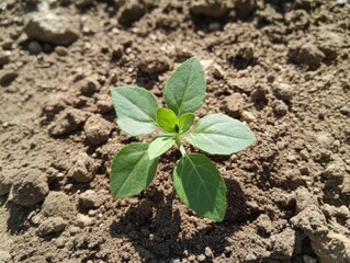 Small plant growing in dry soil represents new life and hope