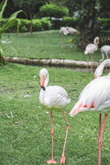 Elegant White Flamingo Standing Gracefully on Lush Green Grass in a Natural Tropical Setting