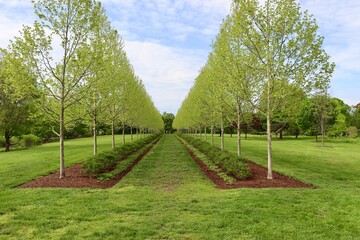 The rows of trees in the country field on a sunny day.
