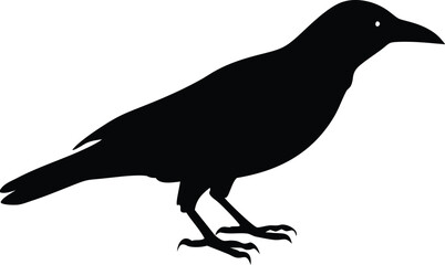 Silhouette of a raven standing proudly in profile black bird isolated on white background