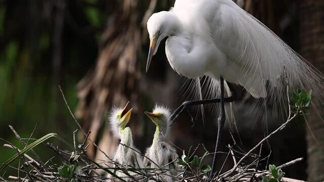 Great egret nesting in Florida 