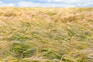 Field rye ( secale cereale ) in period in ripening on background cloudy sky