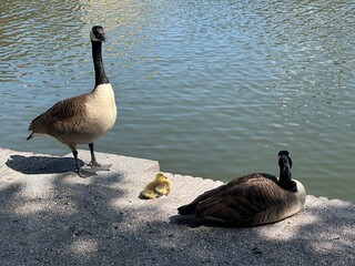 Goose family 