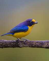 Violaceous Euphonia (Euphonia violacea) Gaturamo-verdadeiro
