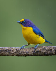 Violaceous Euphonia (Euphonia violacea) Gaturamo-verdadeiro