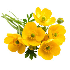 Cluster of Buttercup Flowers in Full Bloom, Isolated on White Background