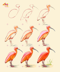 Naklejka premium Page shows how to learn to draw from life sketch of the scarlet ibis. Creation step by step painting with pastel chalks. Educational page for artists. Hand drawn vector illustration.