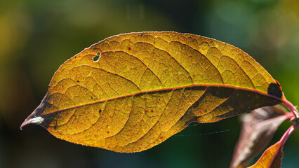 Close-up of a bush illuminated by an autumn leaf on a sunny day.