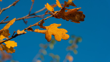 Oak branch with autumn foliage against blue sky.