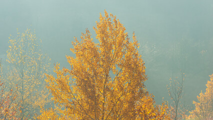 Tree branches with autumn foliage against the fog on a sunny day.