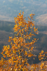 Oak branches with autumn foliage on a rural landscape.