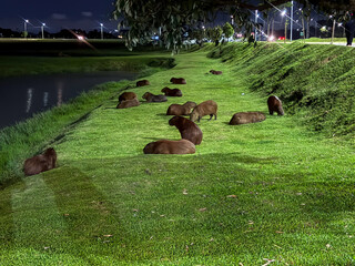 Several capybaras on a lawn at night in a park. Each of them is in a different position and in the...