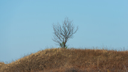 Silhouette of a lonely tree against a hill and sky on a sunny day.