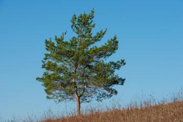Pine tree on blue sky sunny day on hillside.