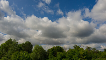 Clouds over tree tops on a summer day.