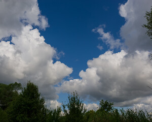 Clouds over tree tops on a summer day.