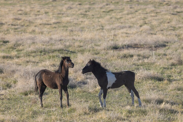 Wild Horses in the Utah Desert in Springtime