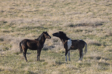 Fototapeta premium Wild Horses in the Utah Desert in Springtime