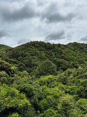 Lush green native forest under a dramatic cloudy sky in Zealandia eco-sanctuary, Wellington, New Zealand. Untouched wilderness showcasing natural biodiversity